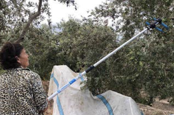 Woman Supports Olive Farmers in Tanbourit