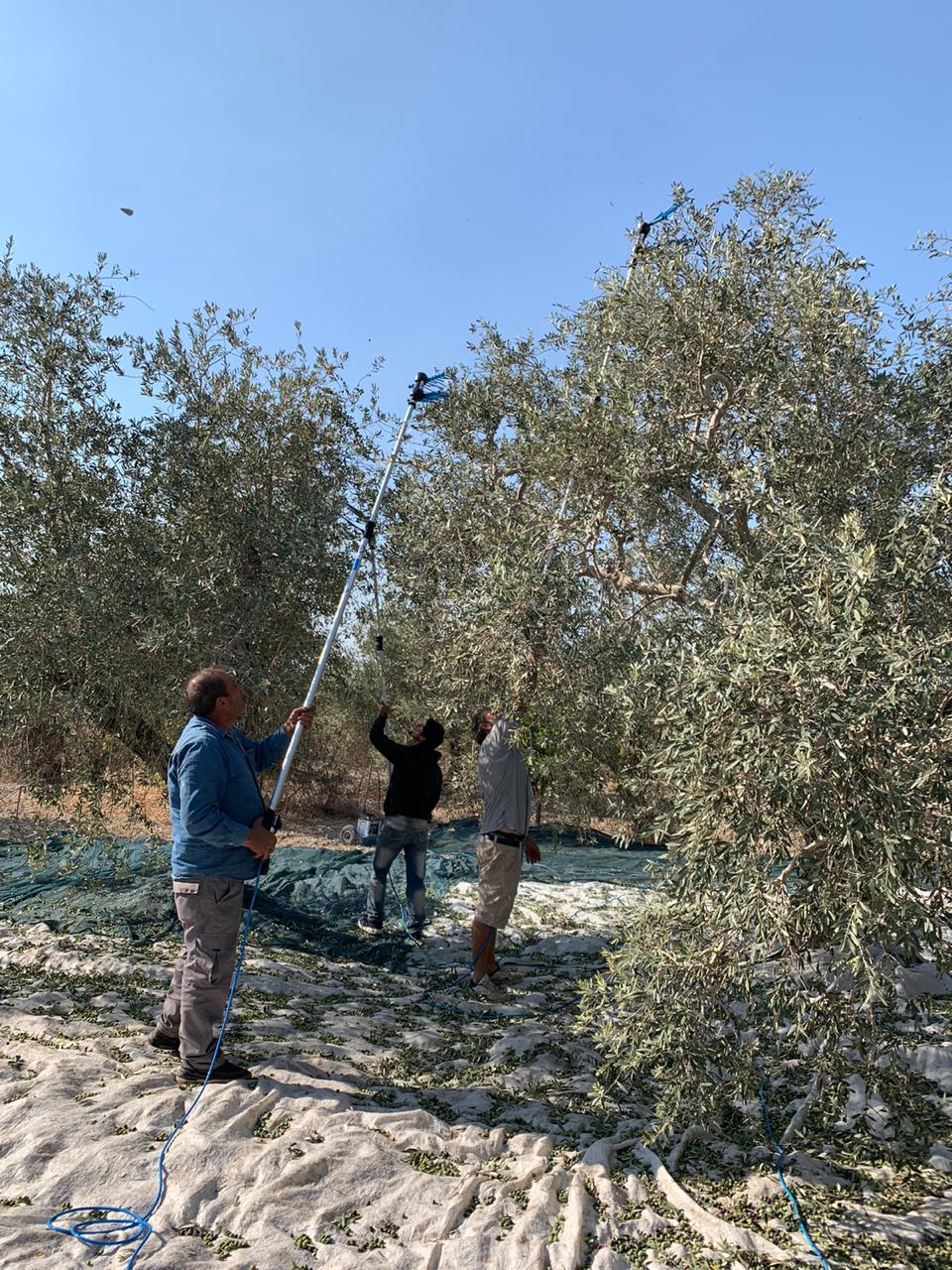 Supporting the Cooperative of Olive Growers in Tanbourit