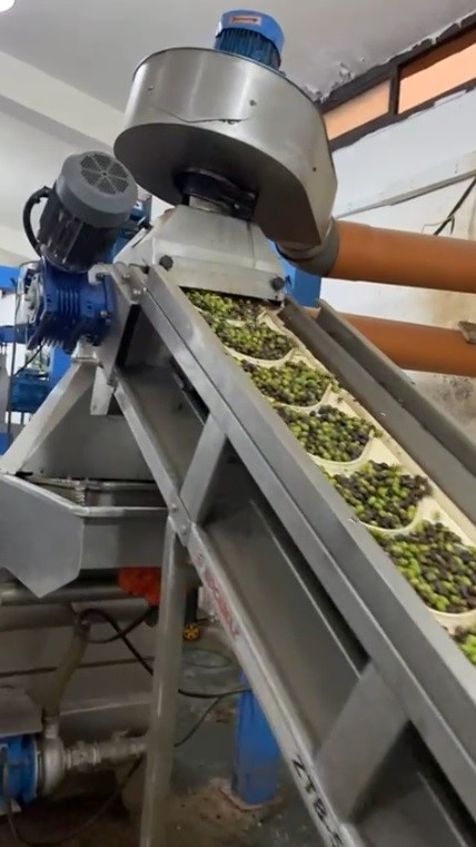 Increased olive stacks waiting to be pressed at the USAID/CSP expanded Cooperative of Akroum – July 2023